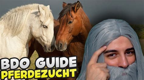 bdo pferde züchten.